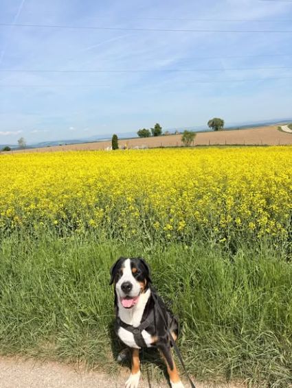 gioia blossm 2.jpg